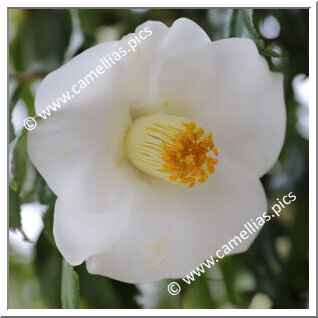 Camellia Japonica 'Yunomachi-jiro'