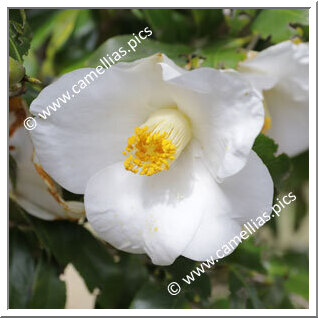 Camellia Japonica 'Yunomachi-jiro'