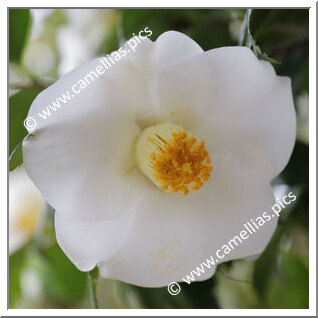 Camellia Japonica 'Yunomachi-jiro'
