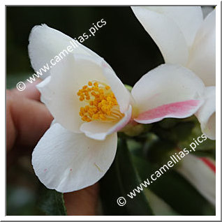 Camellia Japonica 'Yuri-shibori'