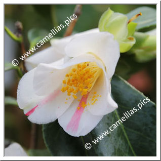 Camellia Japonica 'Yuri-shibori'