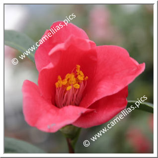 Camellia Japonica 'Yuri-tsubaki'