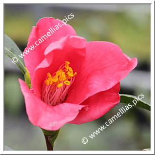 Camellia Japonica 'Yuri-tsubaki'