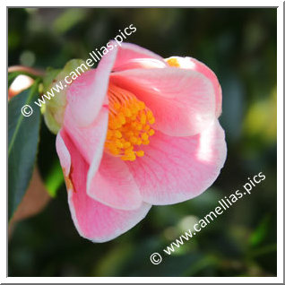 Camellia Japonica 'Yûyake-fuji'