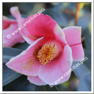 Camellia Japonica 'Yûyake-fuji'