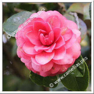 Camellia Japonica 'Zambo'