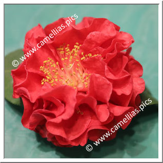 Camellia Reticulata 'Zaotaohong'