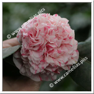 Camellia Japonica 'Zebulon'