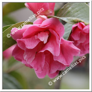 Camellia Reticulata 'Zhangjia Cha'