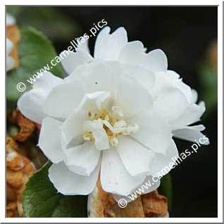 Camellia Japonica 'Zhenzhu Cha'