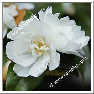 Camellia Japonica 'Zhenzhu Cha'