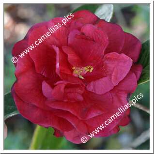 Camellia Reticulata 'Zipao'