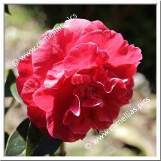 Camellia Reticulata 'Zipao'
