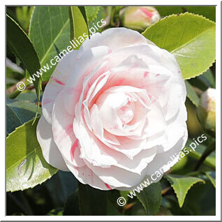 Camellia Japonica 'Zoraide Vanzi'