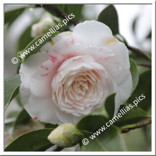 Camellia Japonica 'Zoraide Vanzi'