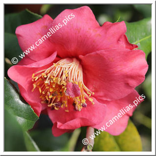 Camellia Japonica 'Zoverallo 2'