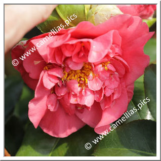 Camellia Japonica 'Zoverallo 2'