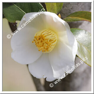 Camellia Hybride 'Zuihô'