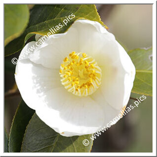 Camellia Hybride 'Zuihô'