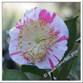 Camellia Camellia Japonica de Higo 'Zuikô-nishiki'