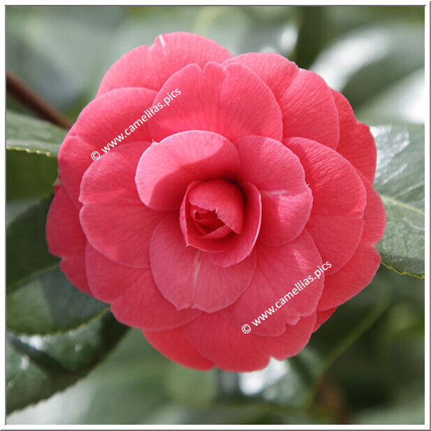 PlantFiles Pictures: Camellia, Hybrid Camellia 'Waterlily' (<i