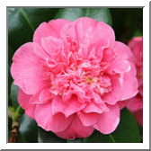 'Lady Mary Cromartie'