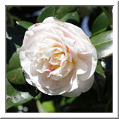 'Lady Henrietta'