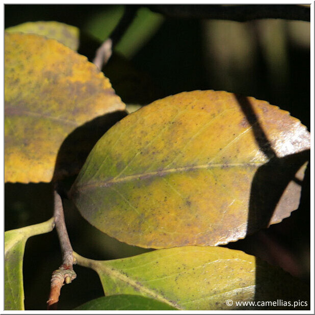 Tea scale causes yellow spots on camellia leaves…Crawlers hatching now –  EcoIPM