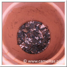 Au fond du pot, un peu d'écorce de pin fine suffit. Ne mettez ni billes d'argile (le pire), ni cailloux, ni sable. Le drainage est très important.