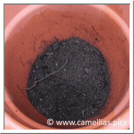 Commencez par mettre une petite couche de vraie  terre de bruyère (ou mi terre de bruyère/mi terreau) dans le fond du pot. Faites tremper la motte avant de la placer dans le pot.