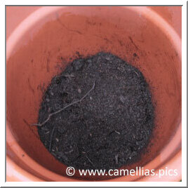 Commencez par mettre une petite couche de vraie terre de bruyère (ou mi terre de bruyère/mi terreau) dans le fond du pot. Faites tremper la motte avant de la placer dans le pot. Commencez par mettre une petite couche de vraie terre de bruyère (ou mi terre de bruyère/mi terreau) dans le fond du pot. Faites tremper la motte avant de la placer dans le pot.
