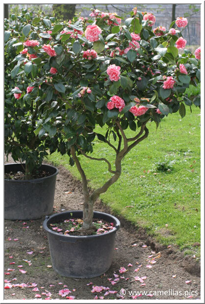 Soins aux camellias - Camellias.pics