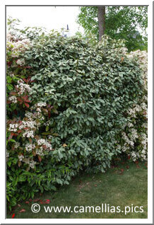 <i>Eleagnus ebbingei</i> J'aime bien cet arbuste. Il pousse vite, se taille facilement. Sa floraison d'automne est délicatement parfumée et discrète.