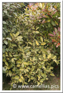 <i>Eleagnus limelight</i>. Sa croissance est lente, mais son feuillage original. Il donne une note de couleur tout au long de l’année.