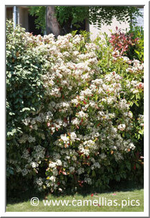 <i>Photinia</i> 'red robin', en fleurs. Ses nouvelles pousses sont rouges, puis deviennent vertes et il fleurit en mai.