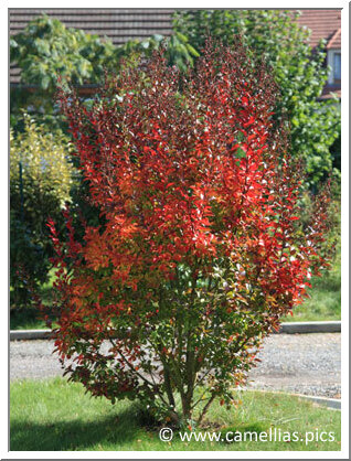 Jusqu'à la chute des feuilles, le Lagerstroemia prend de magnifiques couleurs d'automne. Il reste alors très décoratif.