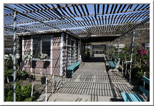 Nuccio’s Nursery