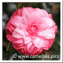 'Fiona London'