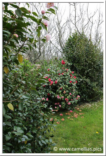 Voici la première partie du jardin. Les sujets étaient encore très fleuris lors de notre visite. Voici la première partie du jardin. Les sujets étaient encore très fleuris lors de notre visite.