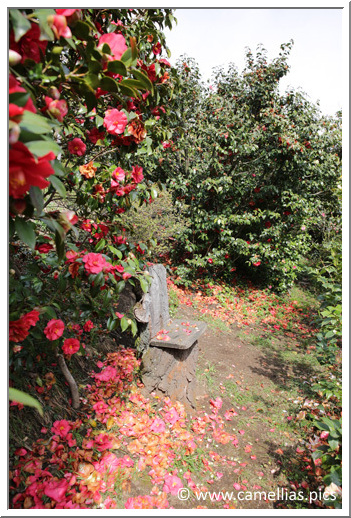 Nous montons progressivement, de terrasse en terrasse, pour admirer les camellias. Pour cette page, j'ai essentiellement choisi des obtentions italiennes.