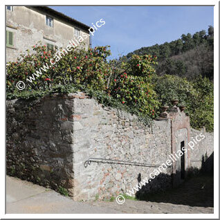 Villa Borrini (Pieve di Compito)
