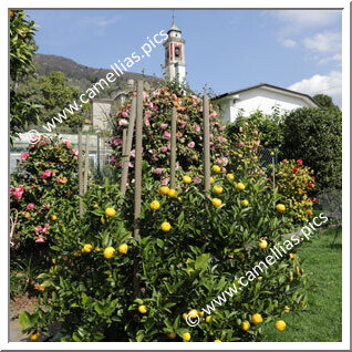 Jardin de camellias et d'agrumes  avec vue sur le Lac Majeur, à Cannero Riviera (VB) - Italie