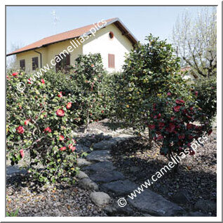 Jardin Privé - Jardin de Japonica de Higo en Italie