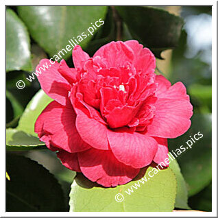 'Dona Herzilia de Freitas Magalhaes'</a><br>Un camellia extrêmement rare.<a>