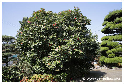 At the entrance, we saw of beautiful 'Jitsugetsusei' At the entrance, we saw of beautiful 'Jitsugetsusei'