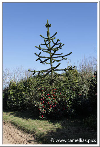 Un Araucaria parmi les camellias... Un Araucaria parmi les camellias...