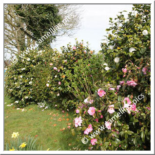 Jardin Privé - Dans la région de Brest (Finistère)