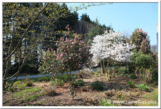 At the right of 'Donation', a magnificent Magnolia.