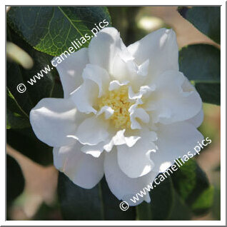 'White Retic'</a> is extremely rare in France. It is the only white reticulata I've seen so far.<a>