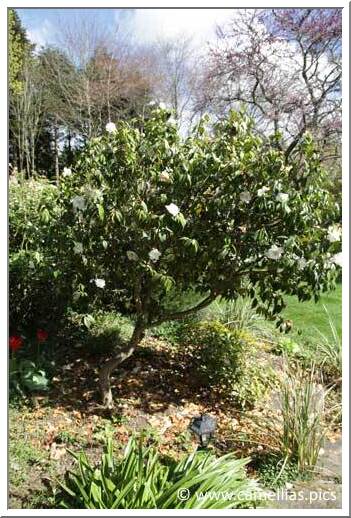 Ci-dessus, 'Hagoromo', ci-dessous un des rhododendrons.